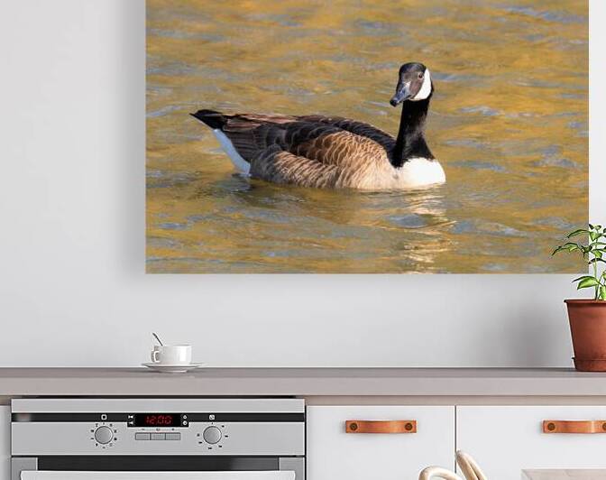 Waterfowl 13 Reproduction