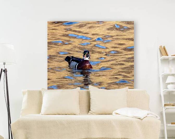 Waterfowl 15 Reproduction