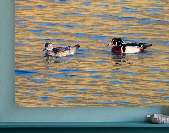 Waterfowl 18 Reproduction