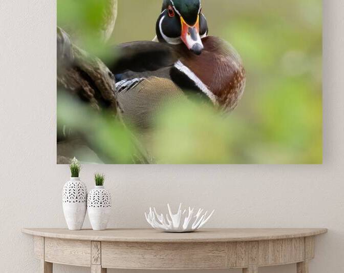 Waterfowl 19 Reproduction