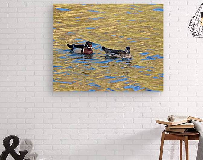 Waterfowl 20 Reproduction