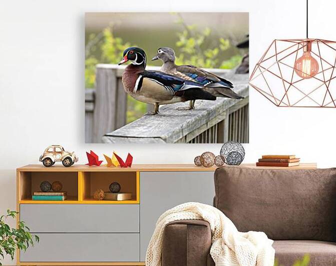 Waterfowl 25 Reproduction