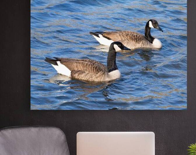 Waterfowl 29 Reproduction