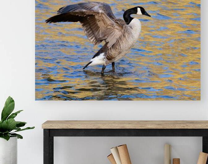 Waterfowl 30 Reproduction