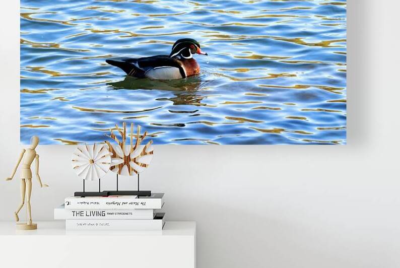 Waterfowl 31 Reproduction