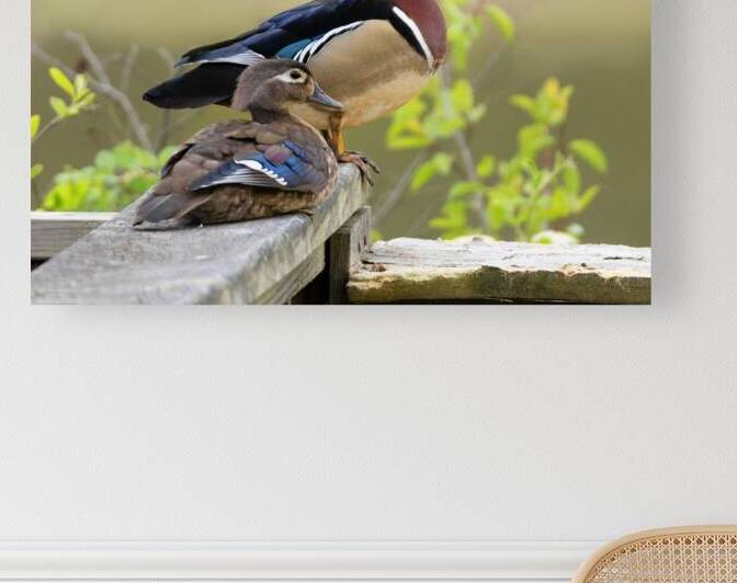 Waterfowl 32 Reproduction