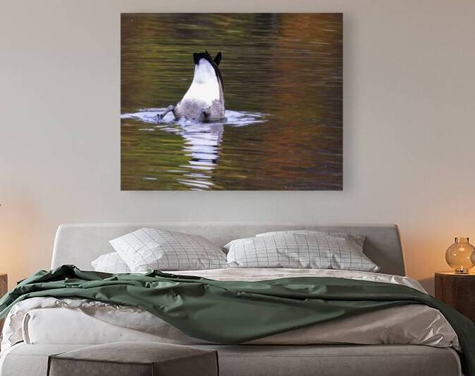Waterfowl 34 Reproduction