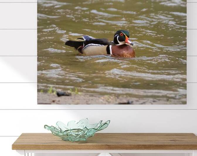 Waterfowl 38 Reproduction