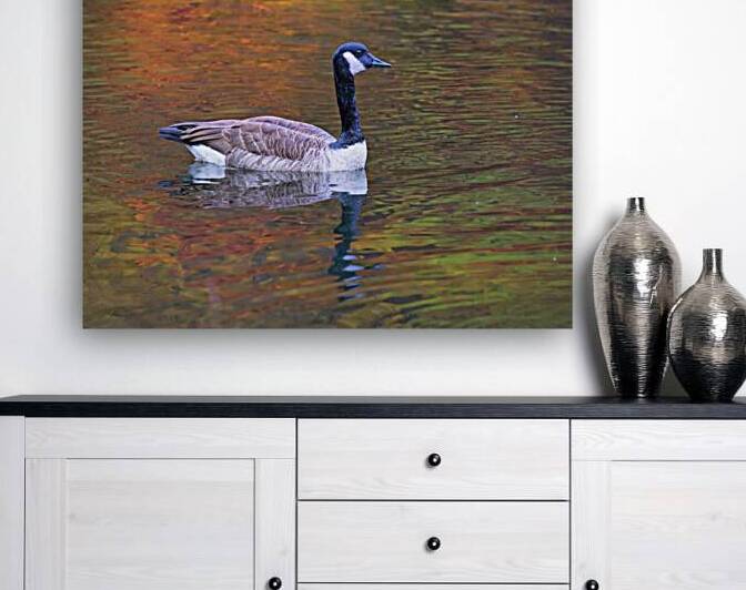 Waterfowl 41 Reproduction