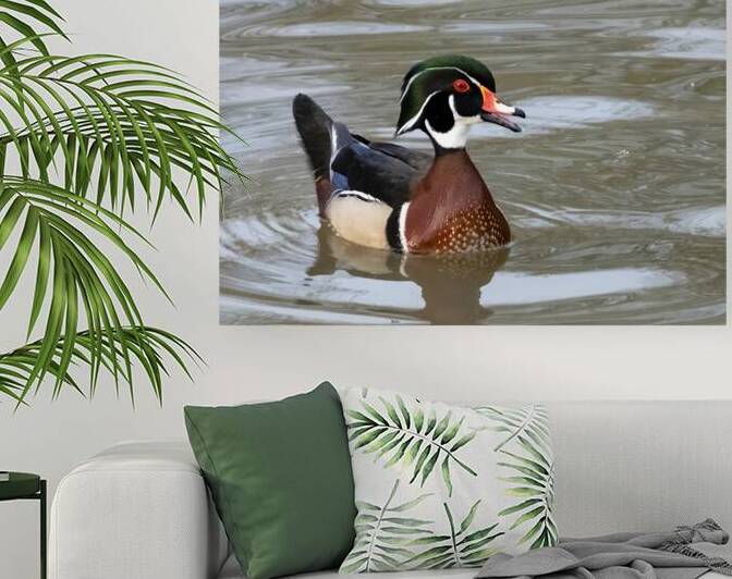 Waterfowl 42 Reproduction