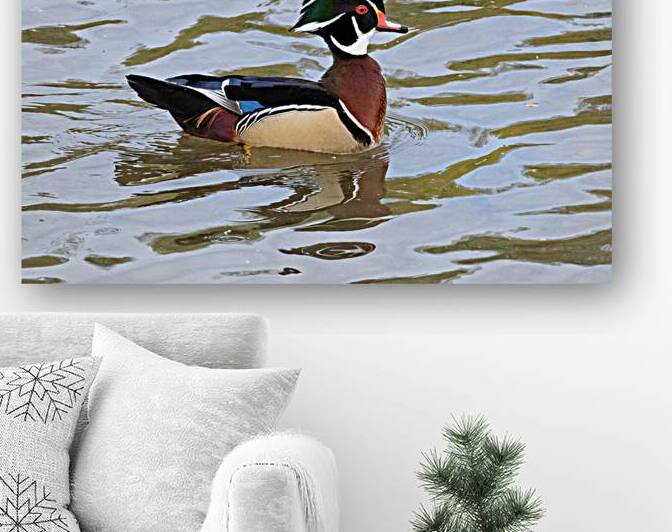Waterfowl 44 Reproduction