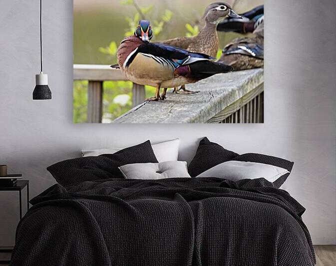 Waterfowl 46 Reproduction