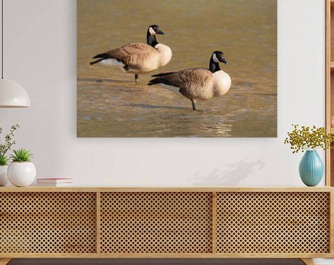 Waterfowl 47 Reproduction