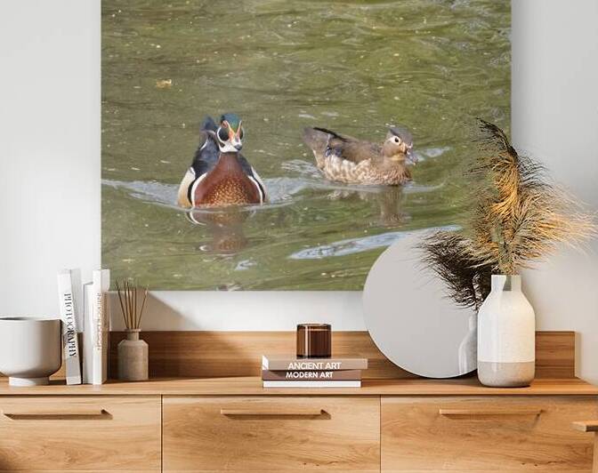 Waterfowl 48 Reproduction