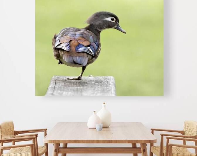 Waterfowl 50 Reproduction
