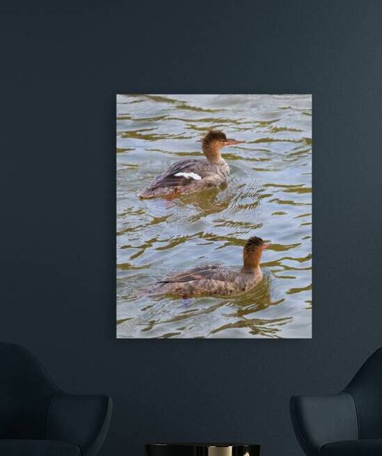 Waterfowl 51 Reproduction
