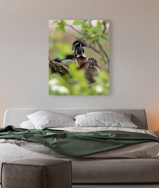 Waterfowl 52 Reproduction