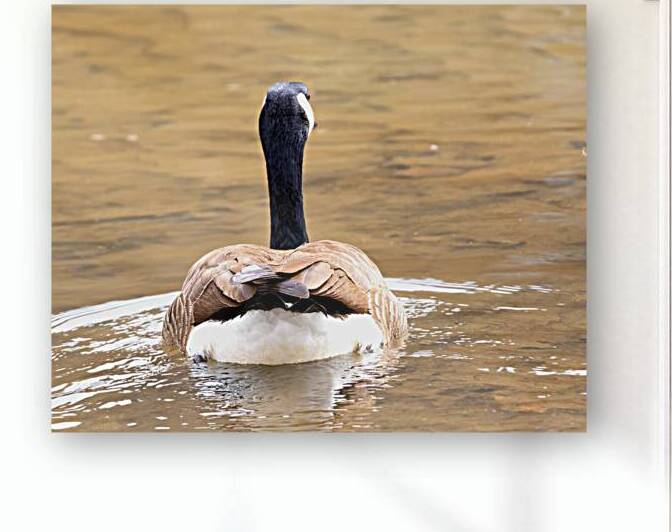 Waterfowl 53 Reproduction
