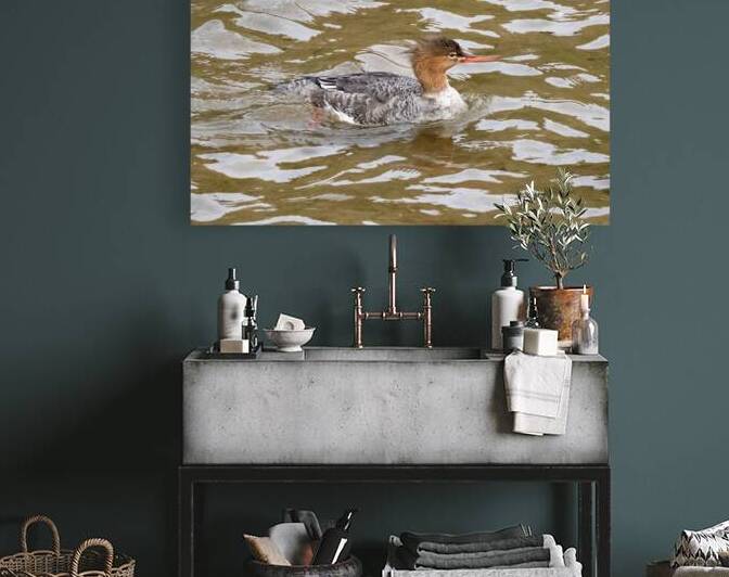 Waterfowl 54 Reproduction