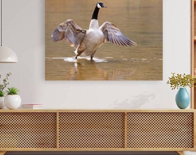 Waterfowl 56 Reproduction