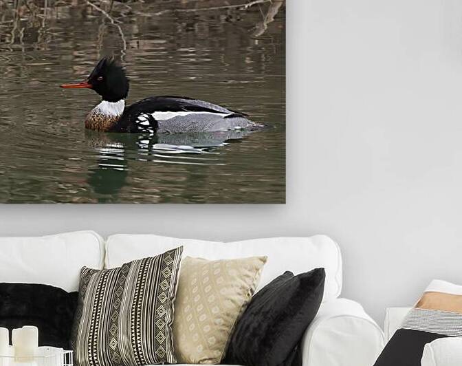 Waterfowl 59 Reproduction