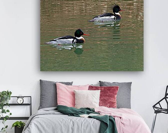 Waterfowl 60 Reproduction