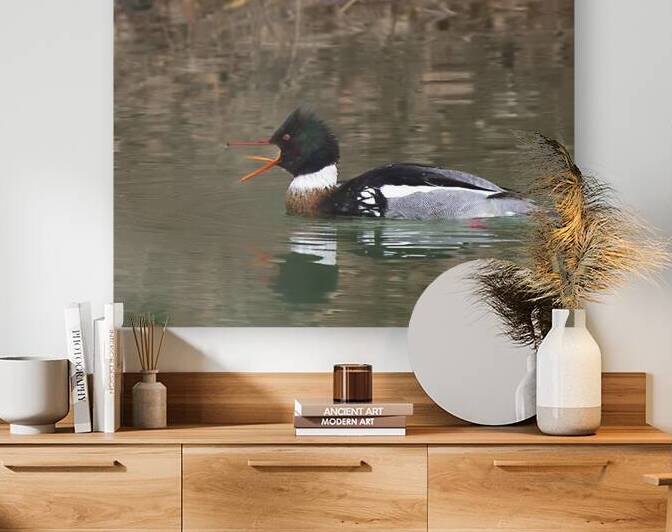 Waterfowl 62 Reproduction