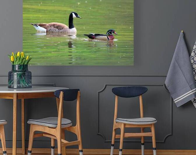 Waterfowl 65 Reproduction