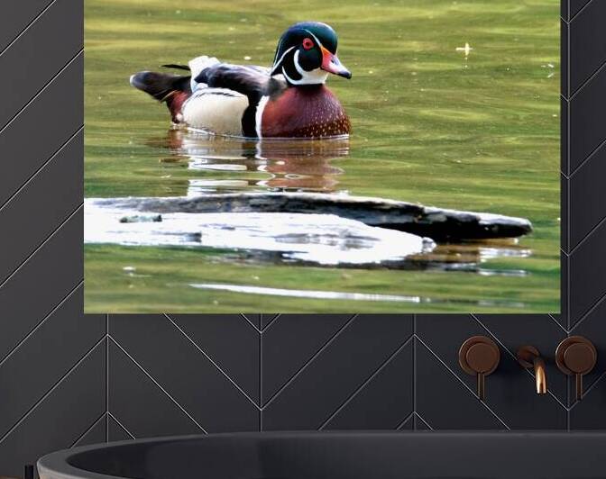 Waterfowl 67 Reproduction