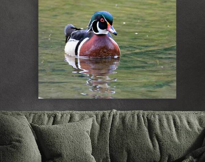 Waterfowl 68 Reproduction