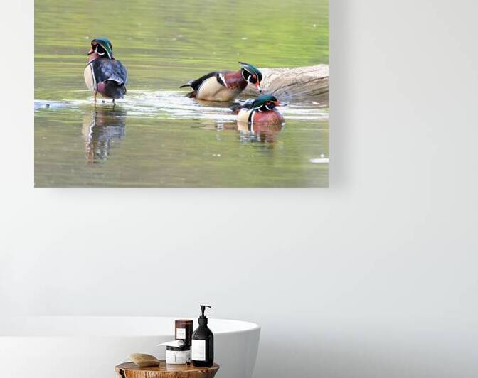 Waterfowl 69 Reproduction