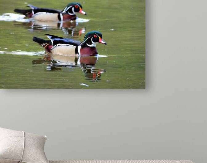 Waterfowl 73 Reproduction