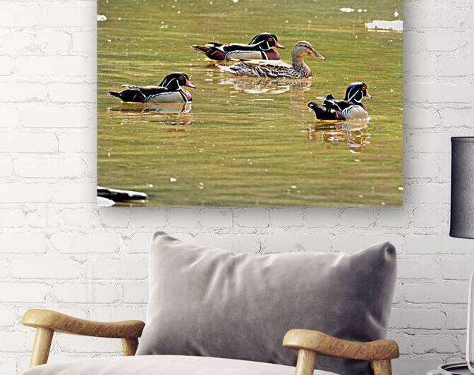 Waterfowl 78 Reproduction