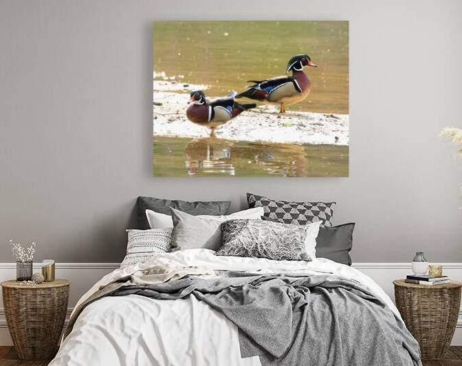 Waterfowl 79 Reproduction