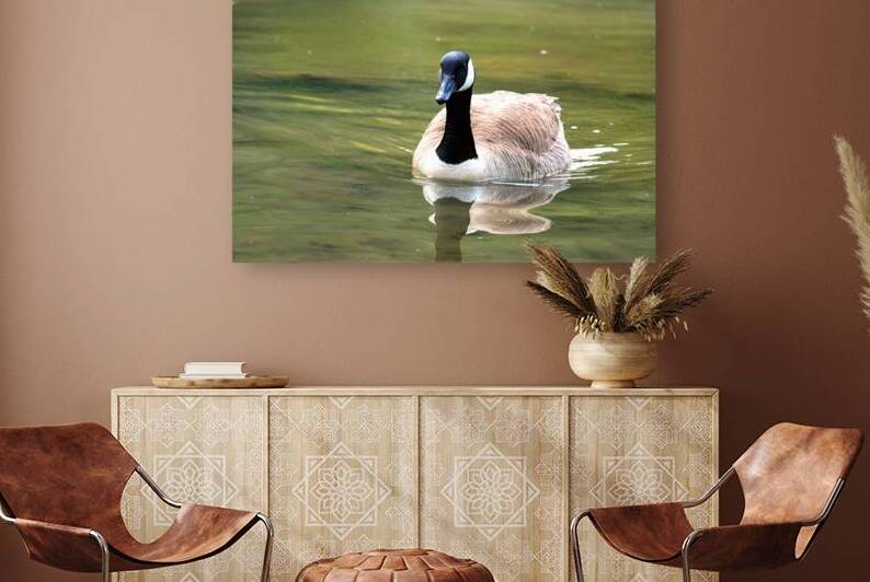 Waterfowl 81 Reproduction
