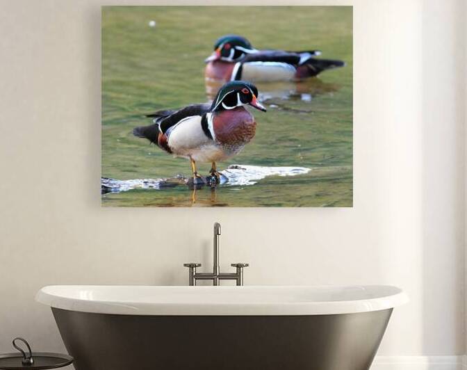 Waterfowl 82 Reproduction