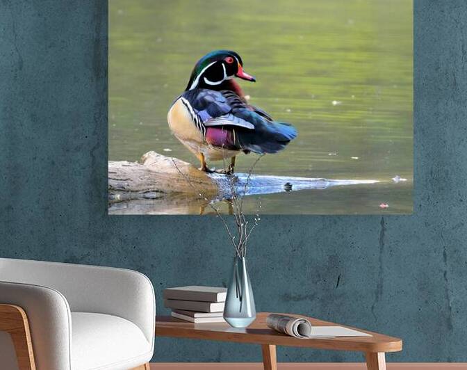 Waterfowl 85 Reproduction