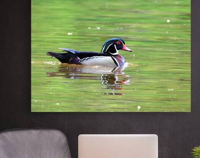 Waterfowl 91 Reproduction