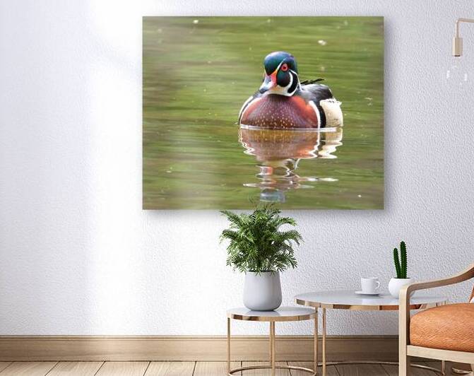 Waterfowl 92 Reproduction