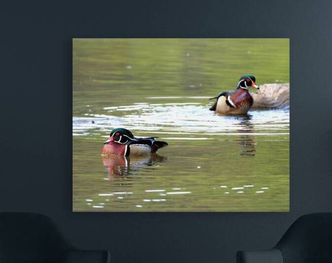 Waterfowl 93 Reproduction
