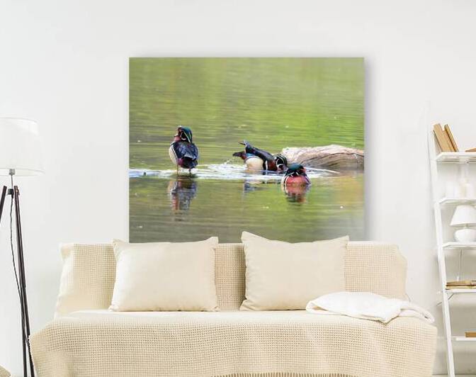Waterfowl 98 Reproduction