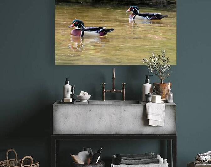 Waterfowl 99 Reproduction