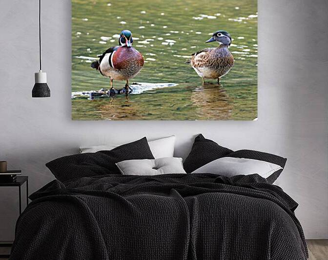 Waterfowl 102 Reproduction