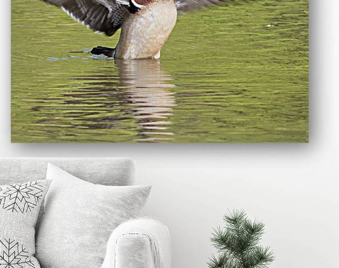 Waterfowl 103 Reproduction