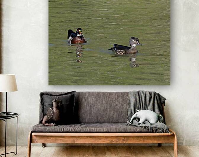 Waterfowl 104 Reproduction