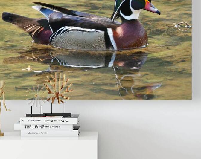 Waterfowl 105 Reproduction