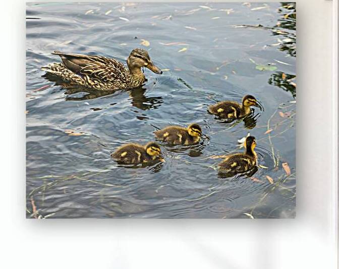 Waterfowl 108 Reproduction