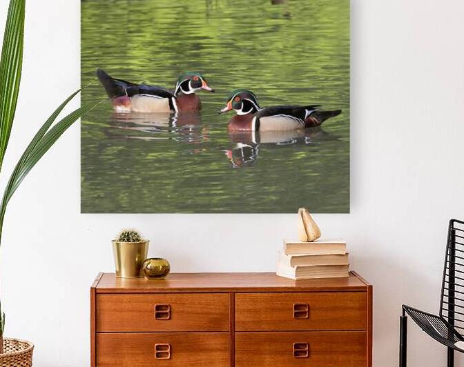 Waterfowl 115 Reproduction