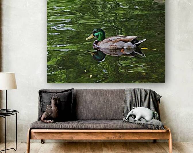 Waterfowl 137 Reproduction