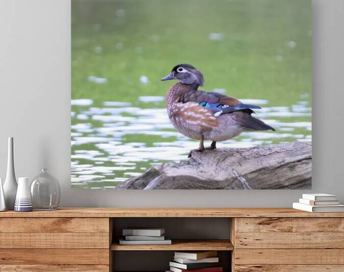 Waterfowl 147 Reproduction